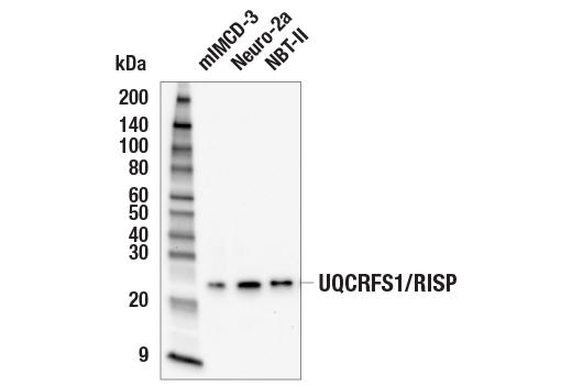 Western Blotting Image 2: UQCRFS1/RISP (E6Q7L) Rabbit Monoclonal Antibody