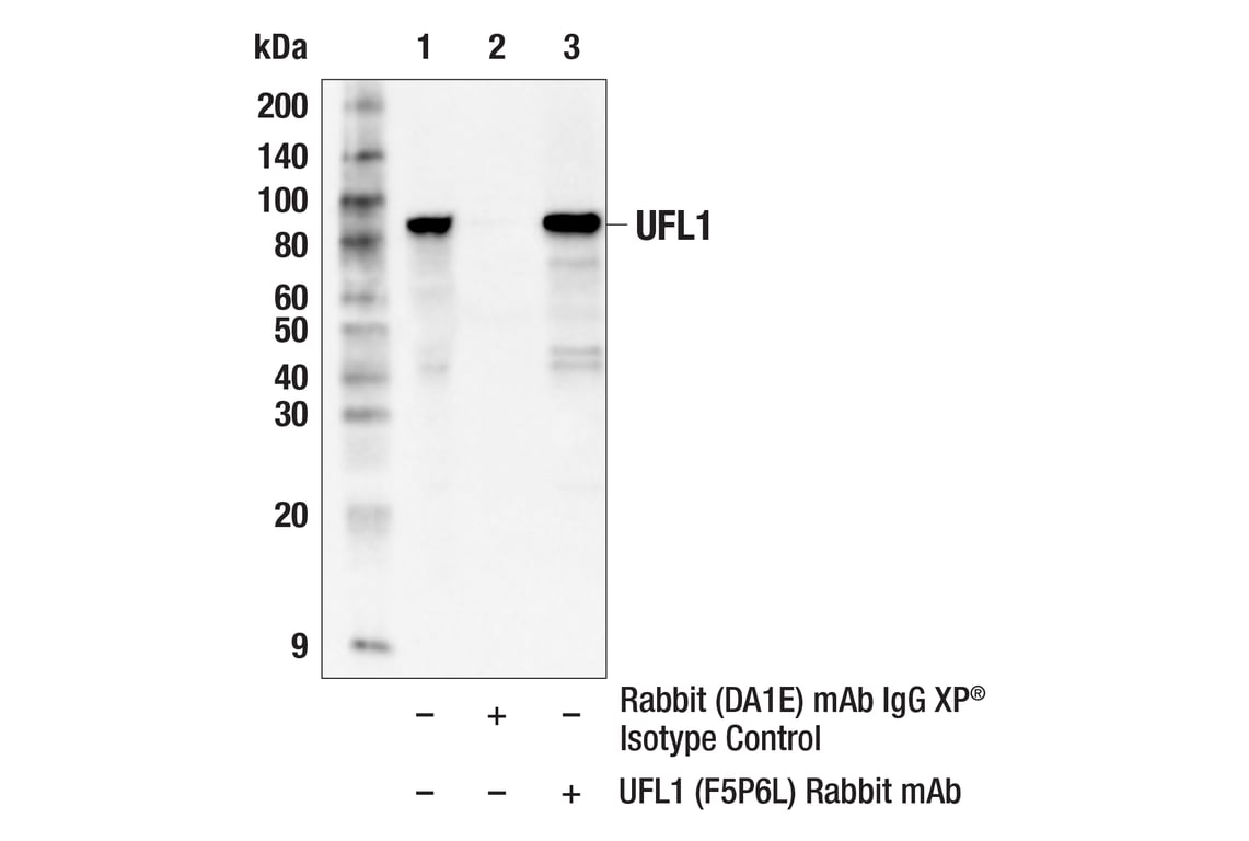 Immunoprecipitation Image 1: UFL1 (F5P6L) Rabbit Monoclonal Antibody