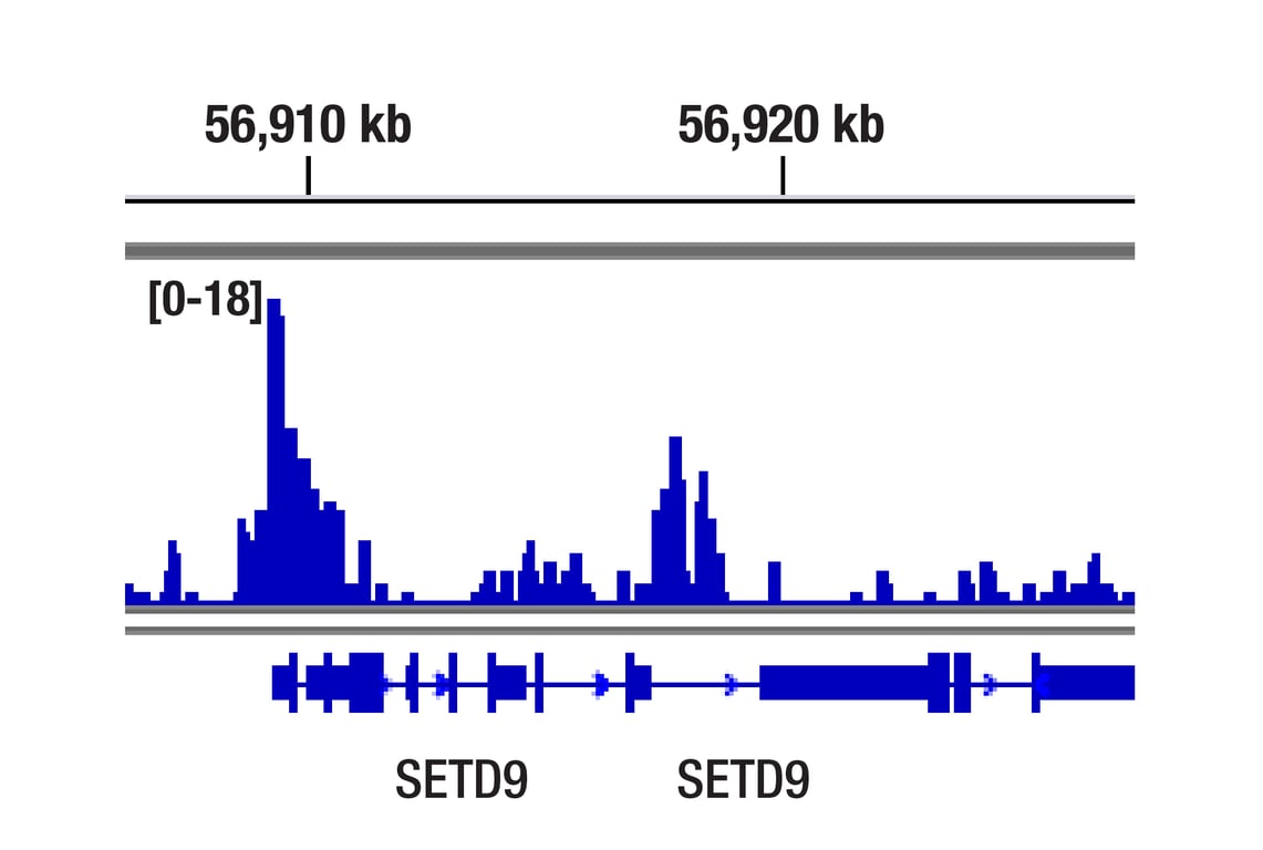 CUT & RUN Image 1: Progesterone Receptor A/B (D8Q2J) Rabbit Monoclonal Antibody