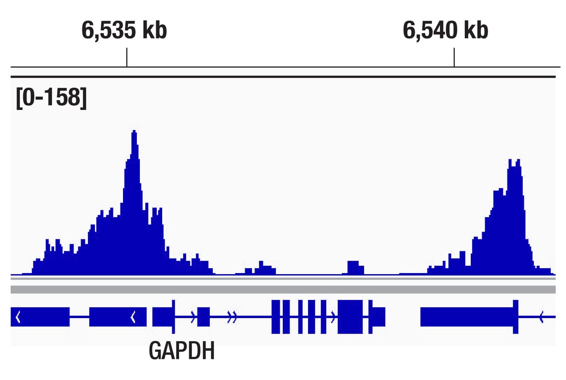undefined Image 9: SET1/COMPASS Antibody Sampler Kit