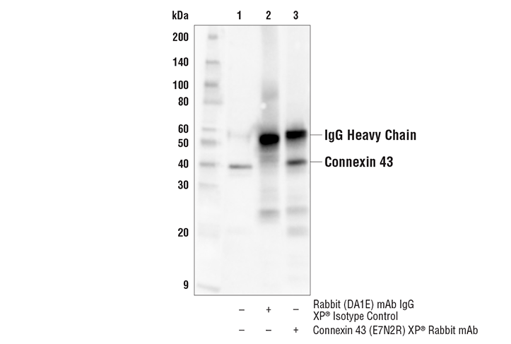 Immunoprecipitation Image 1: Connexin 43 (E7N2R) Rabbit Monoclonal Antibody