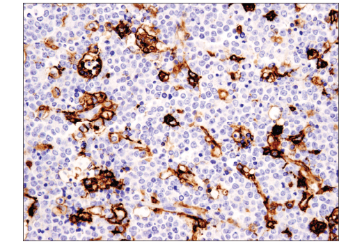 Immunohistochemistry Image 1: CD11c (D3V1E) Rabbit Monoclonal Antibody (BSA and Azide Free)