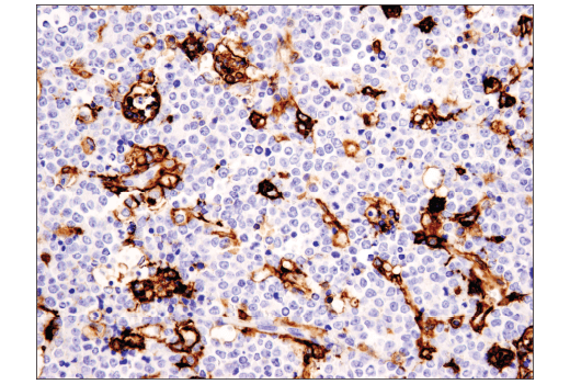 Immunohistochemistry Image 1: CD11c (D3V1E) XP<sup>®</sup> Rabbit mAb (BSA and Azide Free)