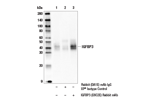 Immunoprecipitation Image 1: IGFBP3 (E6C2E) Rabbit Monoclonal Antibody