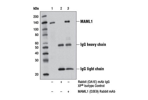 Immunoprecipitation Image 1: MAML1 (D3E9) Rabbit Monoclonal Antibody