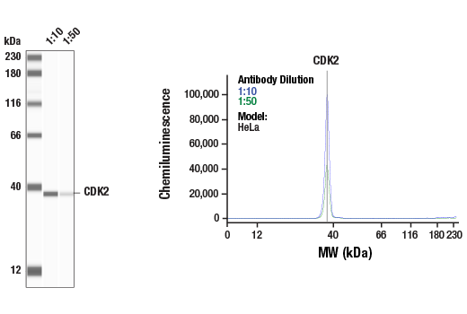 undefined Image 32: Cell Cycle Regulation Antibody Sampler Kit