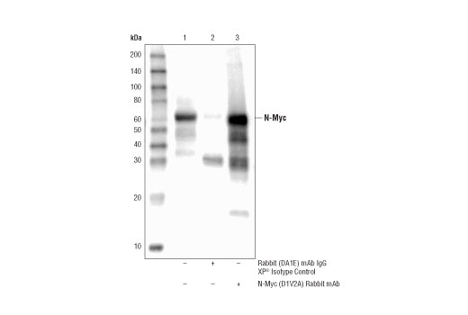 Immunoprecipitation Image 1: N-Myc (D1V2A) Rabbit Monoclonal Antibody