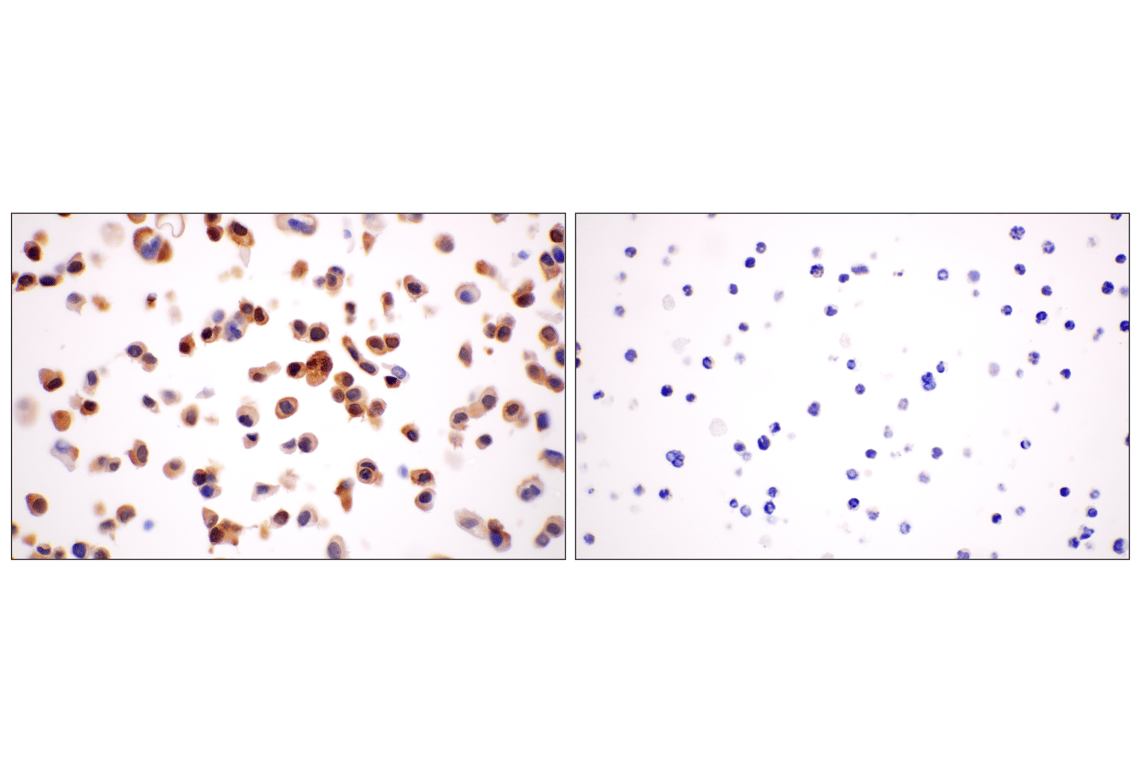 Immunohistochemistry Image 9: BLVRA (F7Z7R) Rabbit Monoclonal Antibody
