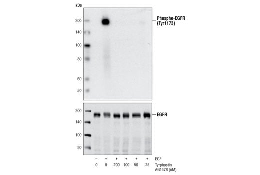 undefined Image 2: Tyrphostin AG 1478