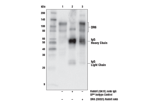 Immunoprecipitation Image 1: DR6 (E8D2I) Rabbit Monoclonal Antibody