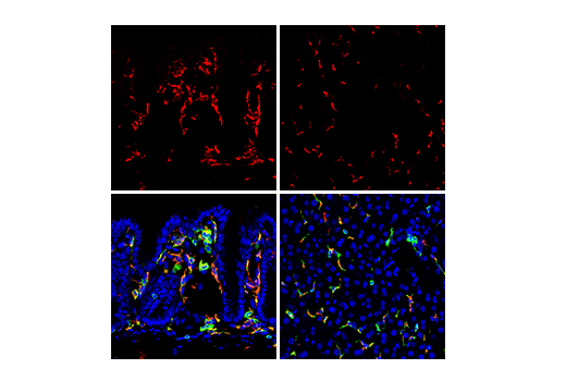 Immunofluorescence Image 1: CD68 (E3O7V) Rabbit Monoclonal Antibody