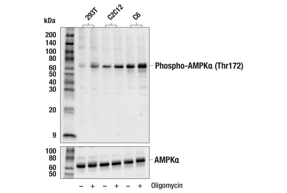 Western Blotting Image 2: Phospho-AMPK alpha (Thr172) (D79.5E) Rabbit Monoclonal Antibody