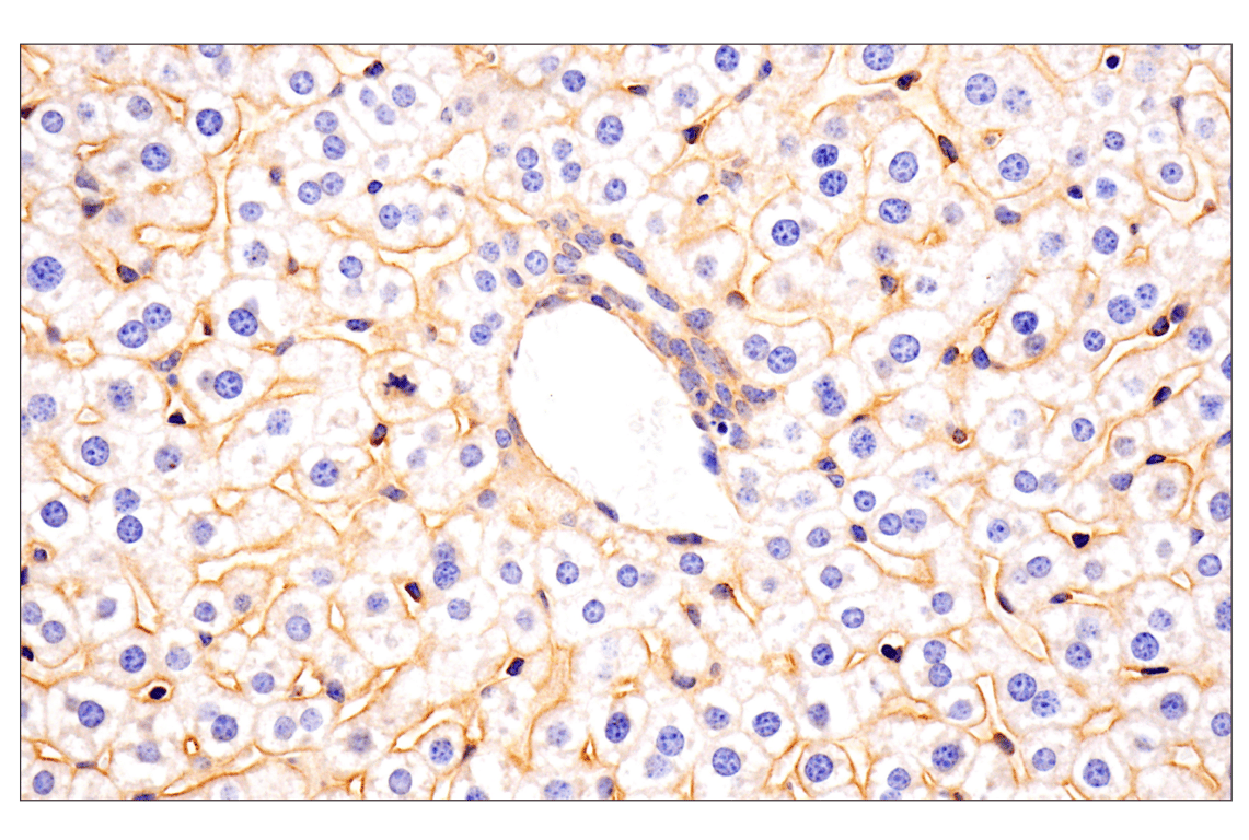 Immunohistochemistry Image 10: Numb (F2P3P) Rabbit Monoclonal Antibody