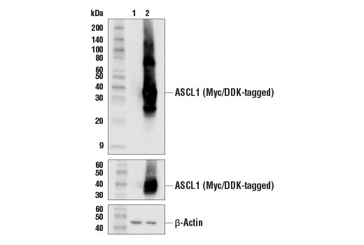 Western Blotting Image 2: ASCL1 (E6Y1B) Rabbit Monoclonal Antibody