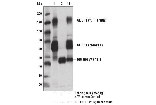 Immunoprecipitation Image 1: CDCP1 (D1W9N) Rabbit Monoclonal Antibody