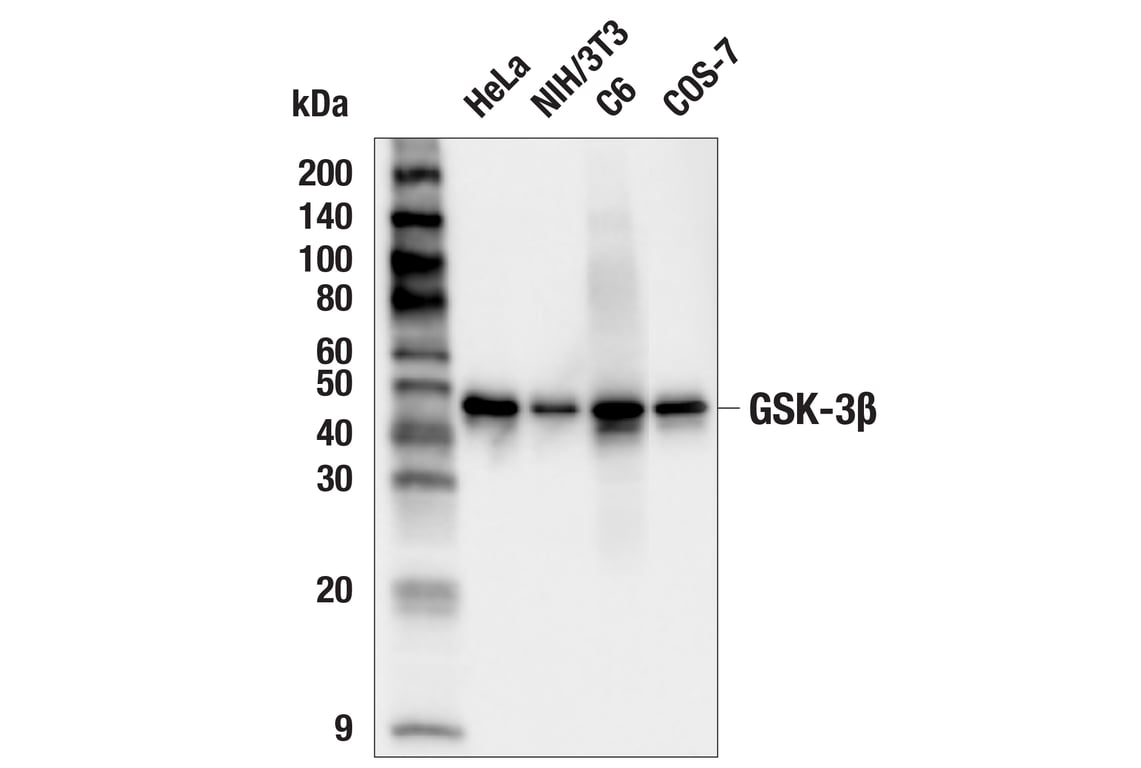 Western Blotting Image 2: GSK-3 beta (3D10) Mouse Monoclonal Antibody