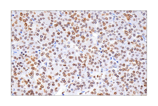 Immunohistochemistry Image 9: Lamin B1 (E6M5T) Rabbit Monoclonal Antibody
