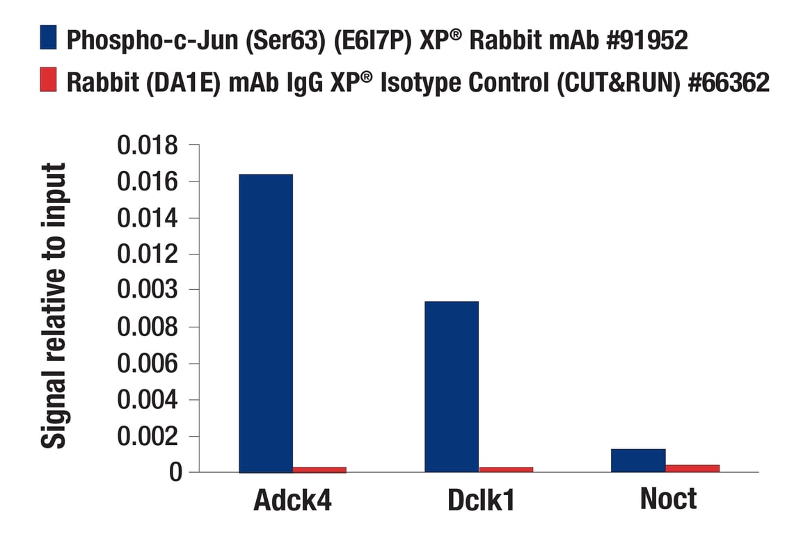 CUT & RUN Image 1: Phospho-FRA1 (Ser265) (D22B1) Rabbit Monoclonal Antibody
