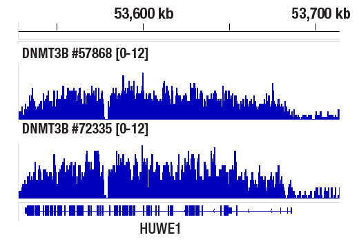 CUT & RUN Image 1: DNMT3B (E2Q3Z) Rabbit Monoclonal Antibody
