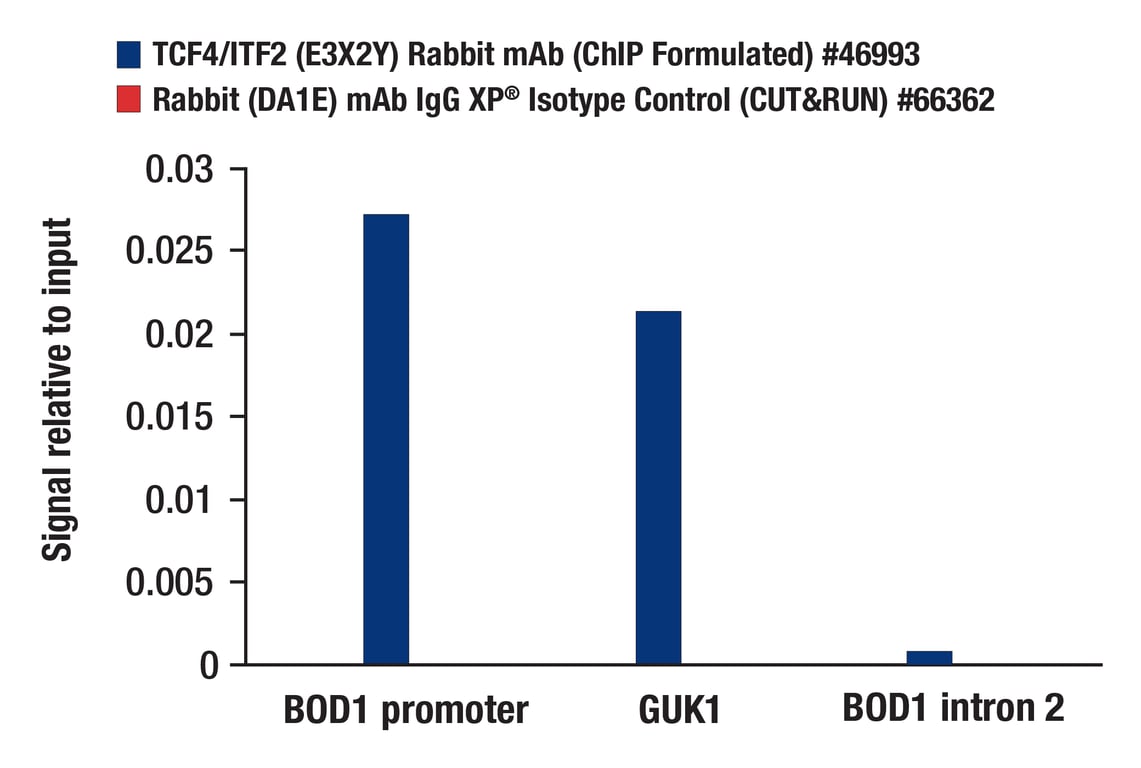 CUT & RUN Image 3: TCF4/ITF2 (E3X2Y) Rabbit Monoclonal Antibody (ChIP Formulated)