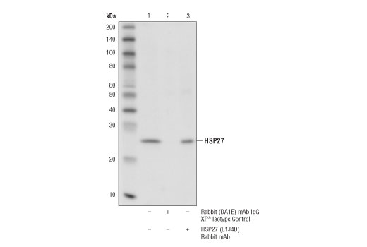 Immunoprecipitation Image 1: HSP27 (E1J4D) Rabbit Monoclonal Antibody