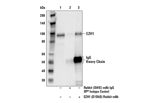 Immunoprecipitation Image 1: EZH1 (D7D5D) Rabbit Monoclonal Antibody