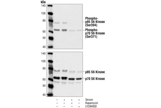 Phospho-p70 S6 Kinase (Ser371) Antibody | Cell Signaling Phospho-p70 S6 Kinase (Ser371) Antibody | Cell Signaling