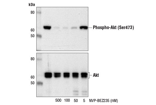 undefined Image 2: NVP-BEZ235