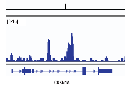undefined Image 25: SMAD2/3 Antibody Sampler Kit