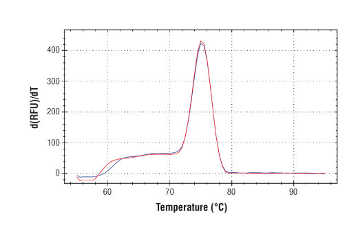 Chromatin Immunoprecipitation Image 2: SimpleChIP<sup>®</sup> Human ARRDC3 Downstream Primers