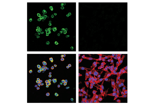 Immunofluorescence Image 1: YKL-40 (E2L1M) Rabbit Monoclonal Antibody
