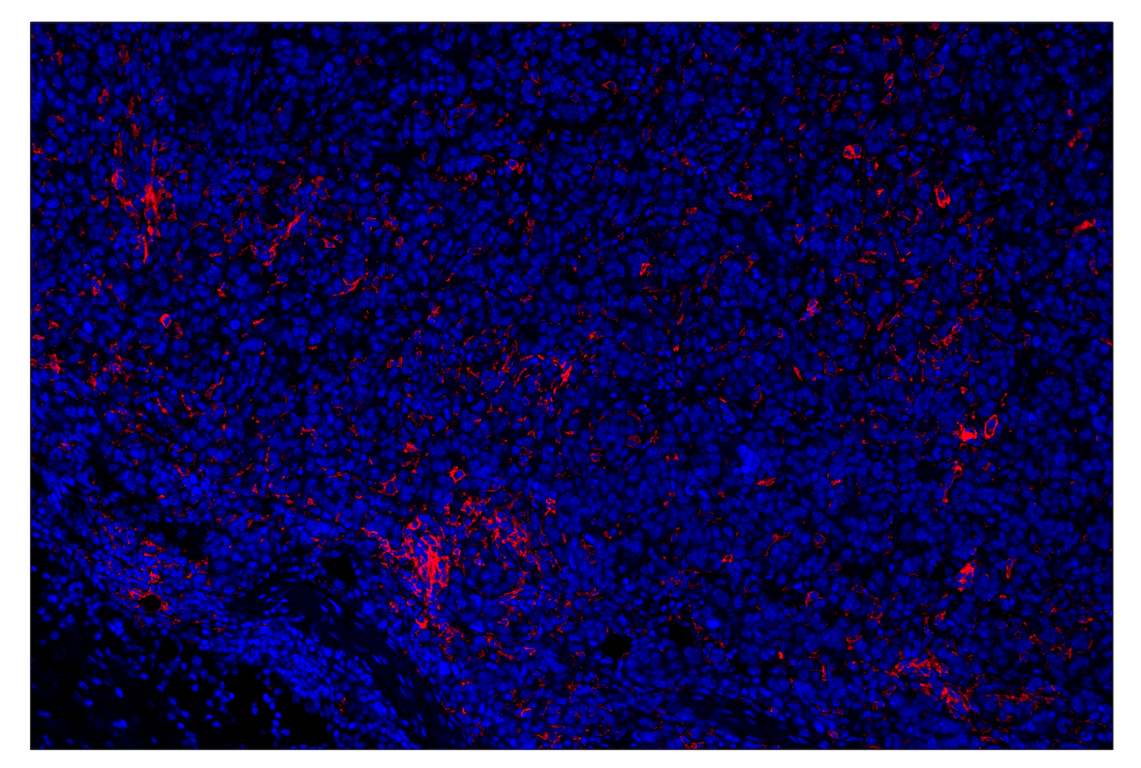Immunohistochemistry Image 2: PD-L2 (D6L5A) & CO-0114-594 SignalStar<sup>™</sup> Oligo-Antibody Pair