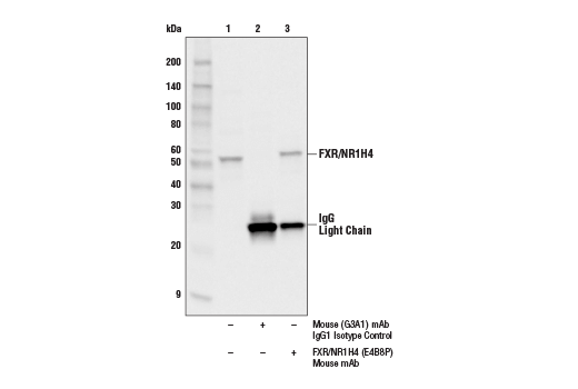 Immunoprecipitation Image 1: FXR/NR1H4 (E4B8P) Mouse Monoclonal Antibody