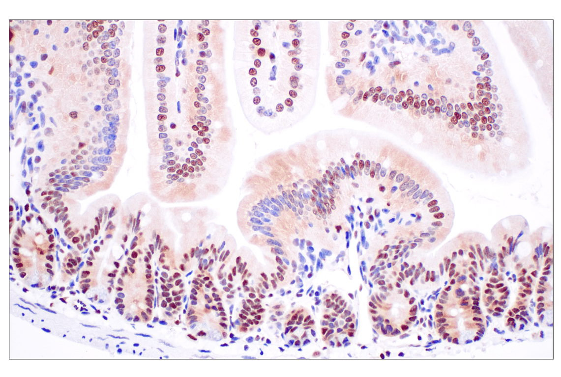 Immunohistochemistry Image 13: FKBP5 (F1G3I) Rabbit Monoclonal Antibody