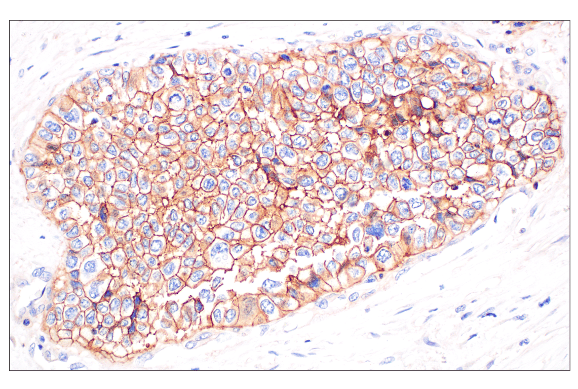 Immunohistochemistry Image 3: MCT1/SLC16A1 (E7A2K) Rabbit Monoclonal Antibody (BSA and Azide Free)