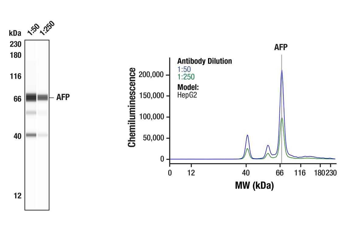 Western Blotting Image 1: AFP (D12C1) Rabbit Monoclonal Antibody