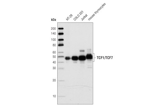 Western Blotting Image 1: TCF1/TCF7 (C63D9) Rabbit mAb (BSA and Azide Free)