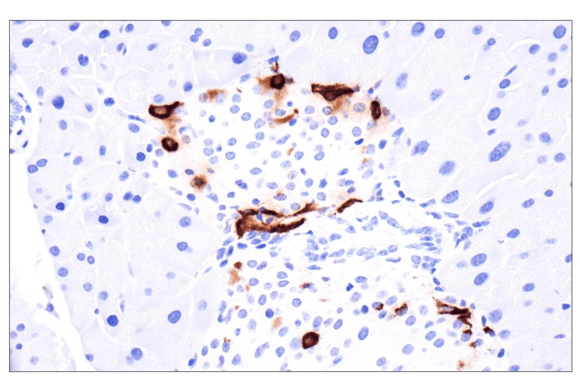 Immunohistochemistry Image 3: Pancreatic polypeptide (F8J4Y) Rabbit Monoclonal Antibody