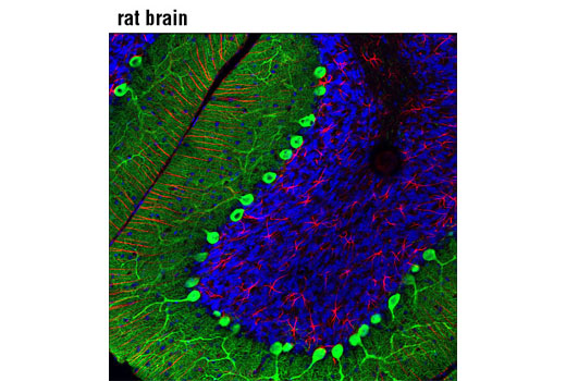 Immunofluorescence Image 1: Calbindin (D1I4Q) Rabbit Monoclonal Antibody (BSA and Azide Free)