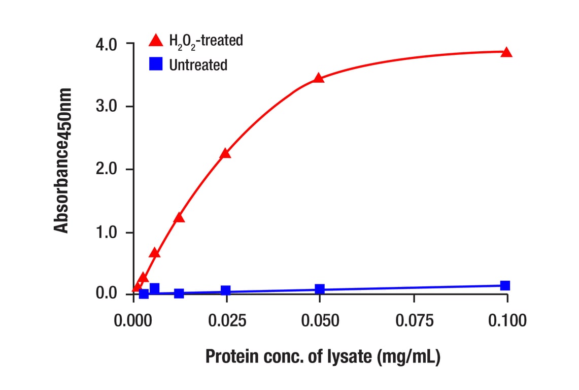 ELISA and/or ELISA-like Assays Image 3: Phospho-HS1 (Tyr378/397) (D12C1) Rabbit Monoclonal Antibody (BSA and Azide Free)