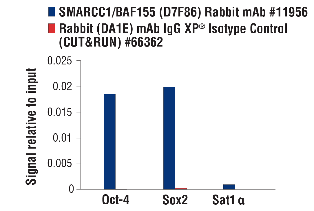 undefined Image 36: BAF Complex Antibody Sampler Kit