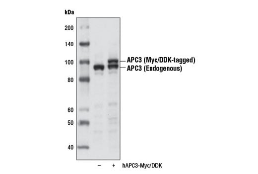 Western Blotting Image 2: APC3 (D3I1V) Rabbit Monoclonal Antibody