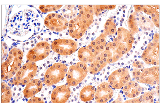 Immunohistochemistry Image 5: SOD1 (E4G1H) Rabbit Monoclonal Antibody (BSA and Azide Free)