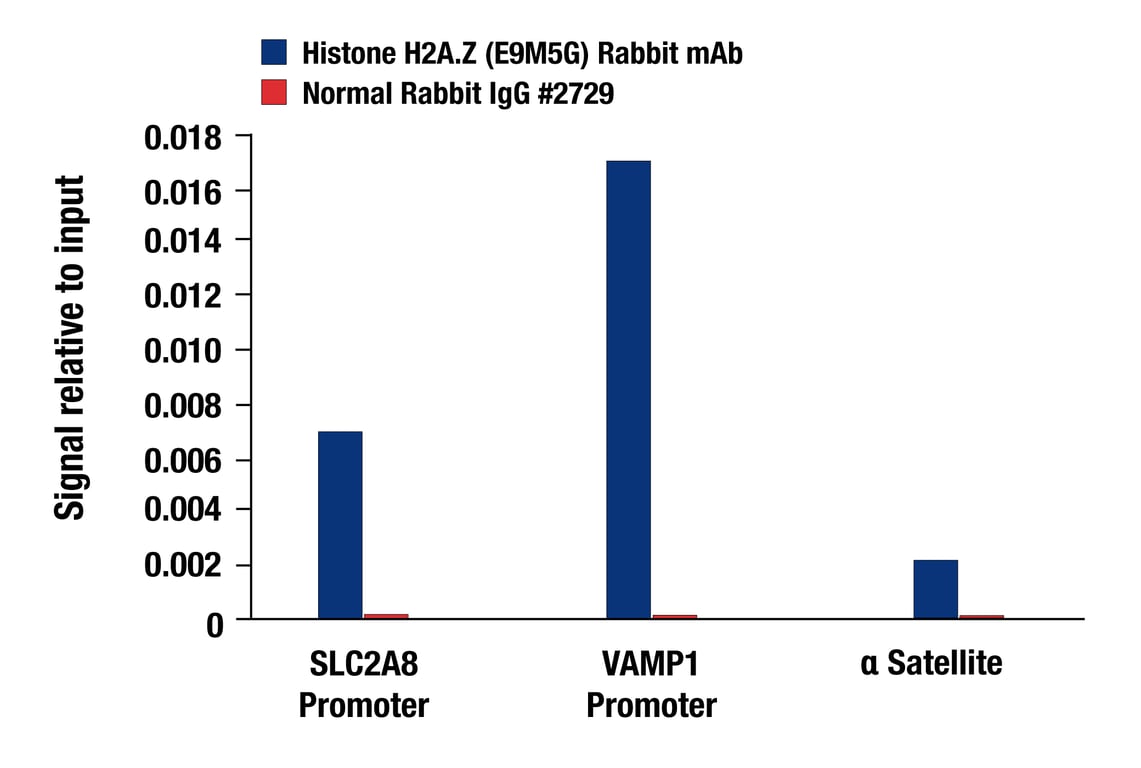 Chromatin Immunoprecipitation Image 3: Histone H2A.Z (E9M5G) Rabbit Monoclonal Antibody