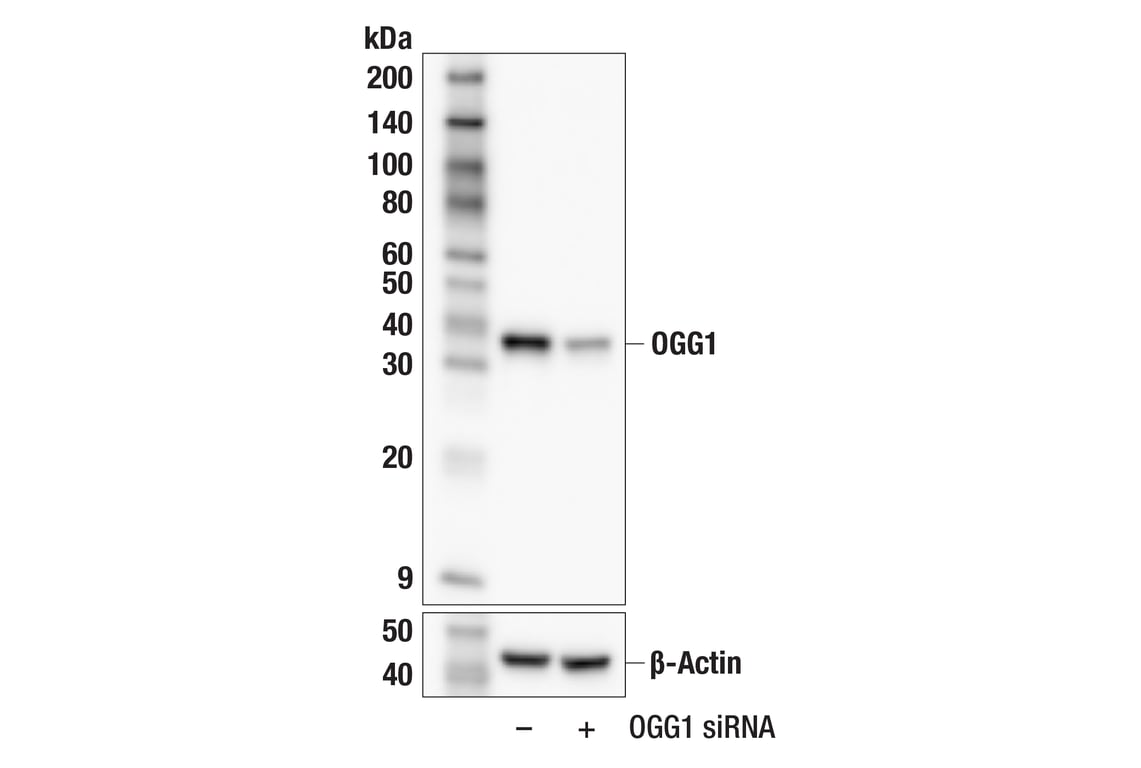 Western Blotting Image 2: OGG1 (E4R5L) Rabbit Monoclonal Antibody