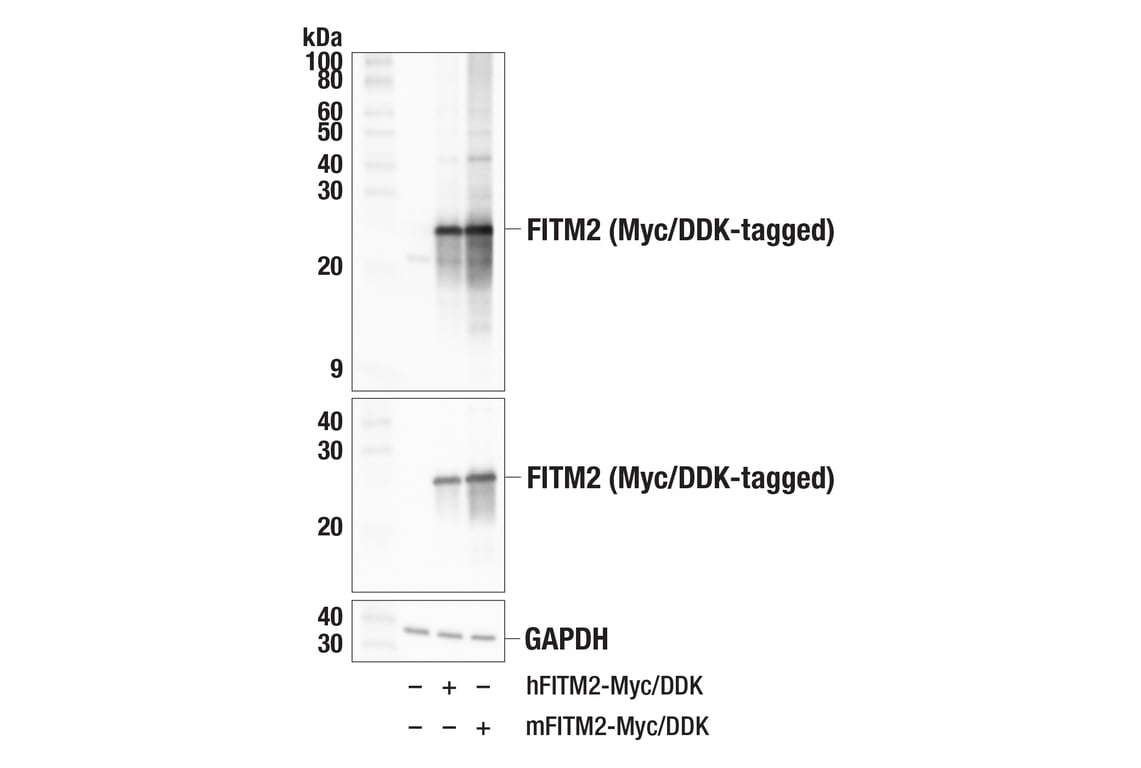 Western Blotting Image 3: FITM2 (E5O8W) Rabbit Monoclonal Antibody