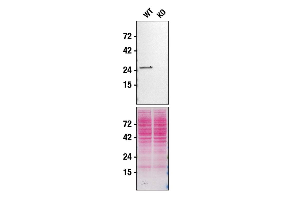 Western Blotting Image 2: Rab27A (D7Z9Q) Rabbit Monoclonal Antibody