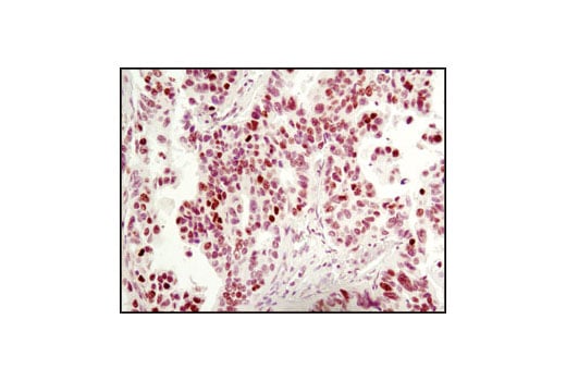 Immunohistochemistry Image 1: MeCP2 (D4F3) Rabbit Monoclonal Antibody (BSA and Azide Free)