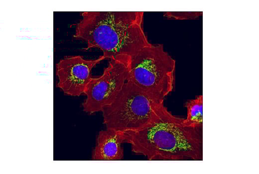 Immunofluorescence Image 1: PHB2 (E1Z5A) Rabbit Monoclonal Antibody