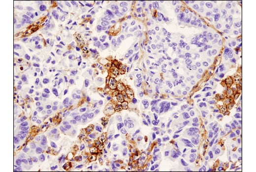 Immunohistochemistry Image 1: SIRP alpha/SHPS1 (D6I3M) Rabbit Monoclonal Antibody